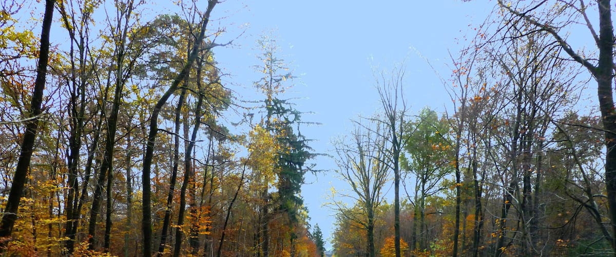 A road flanked by autumn-colored trees.