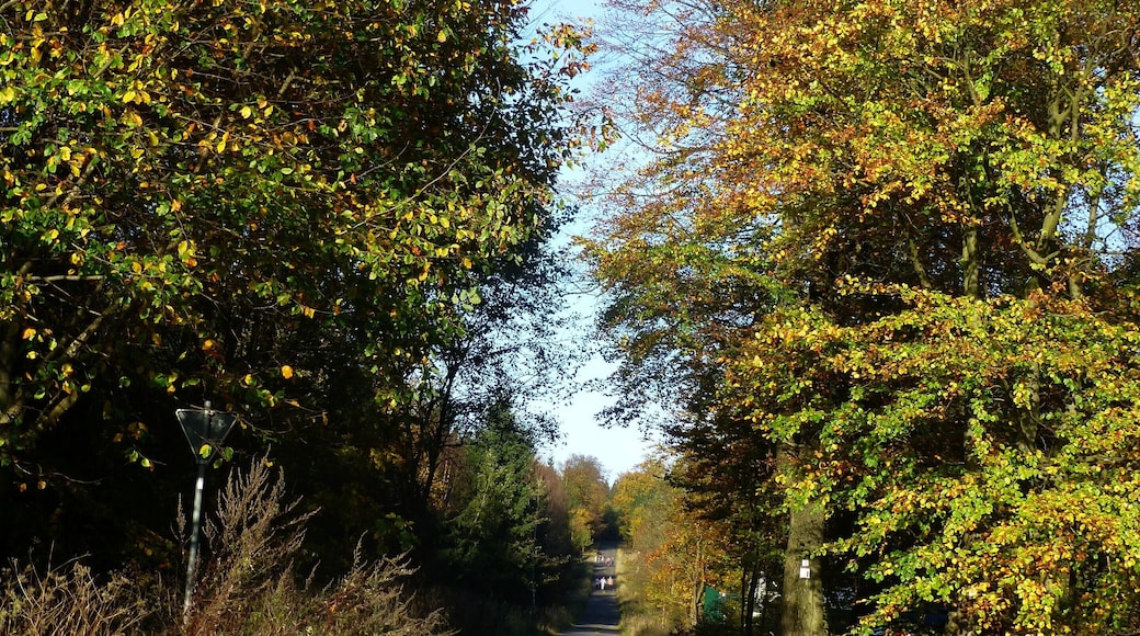 Soonwald – Wanderparkplatz Rennweg - Ellerspring