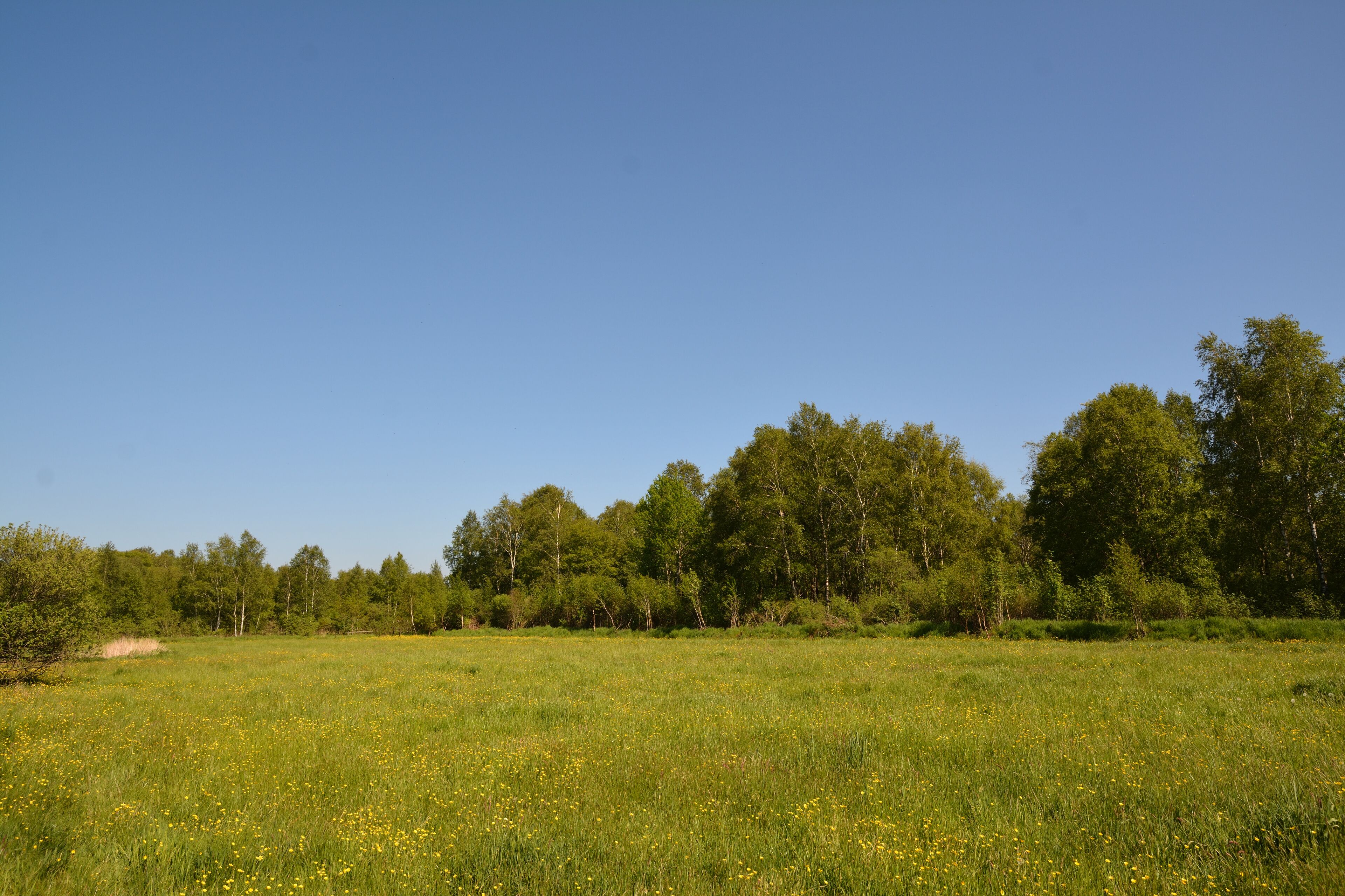 A grassy field with yellow flowers and a line of trees in the background.
