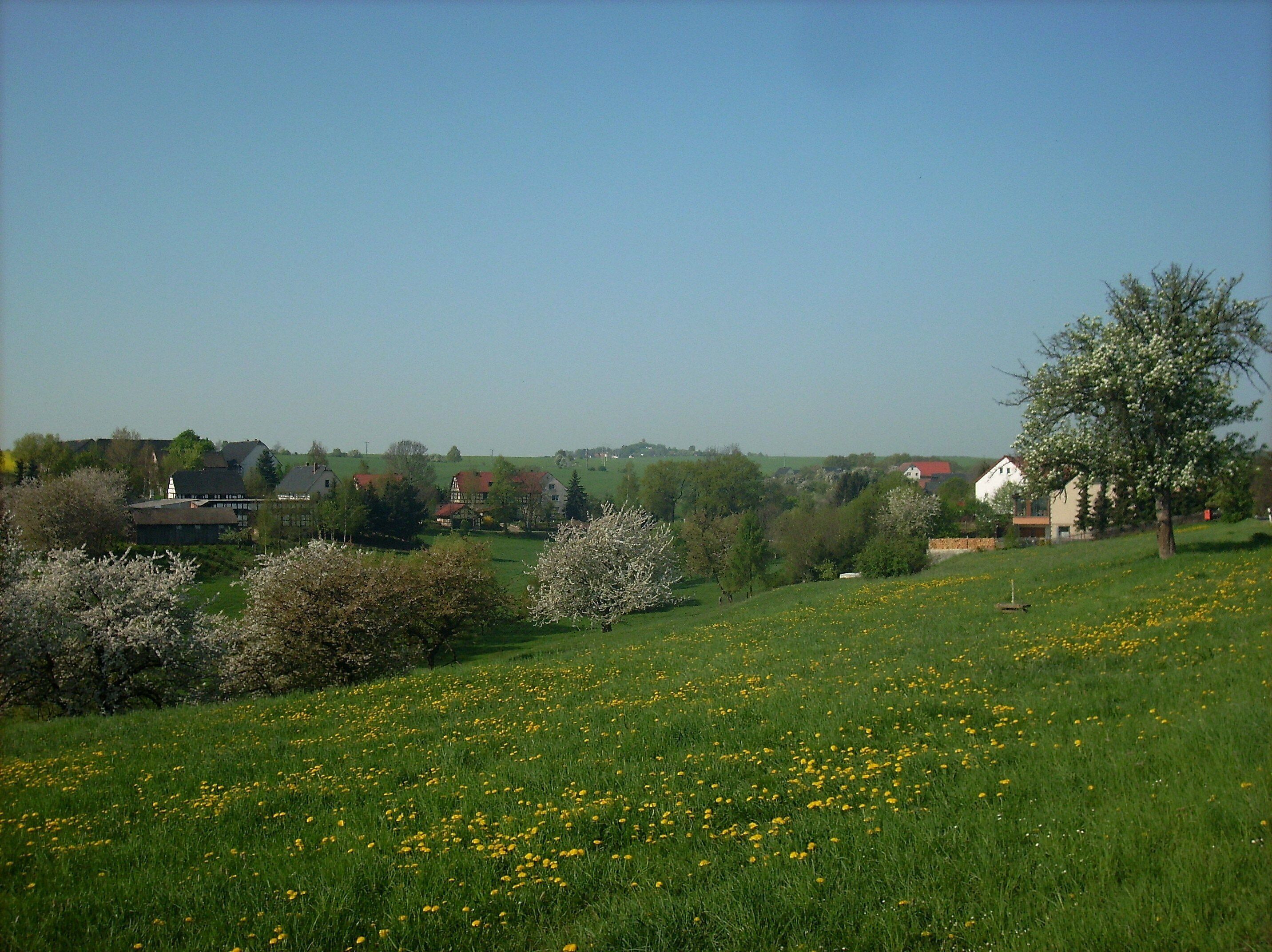 A rural landscape with a field of yellow flowers, a large tree with white blossoms, and houses in the background.