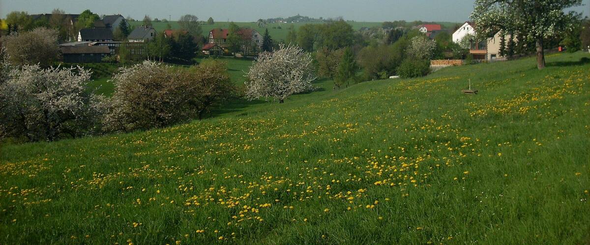 A rural landscape with a field of yellow flowers, a large tree with white blossoms, and houses in the background.