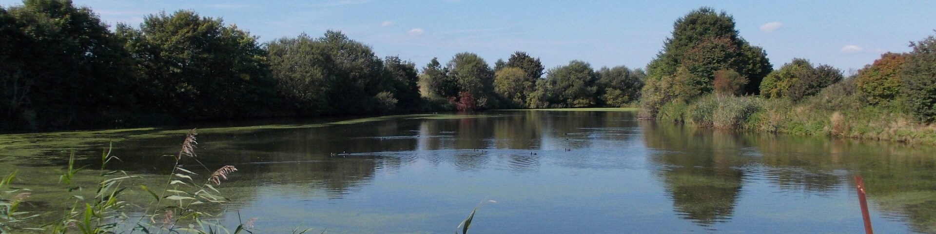 Pond to the north of Baldenhain (Großenstein, Greiz district, Thuringia)