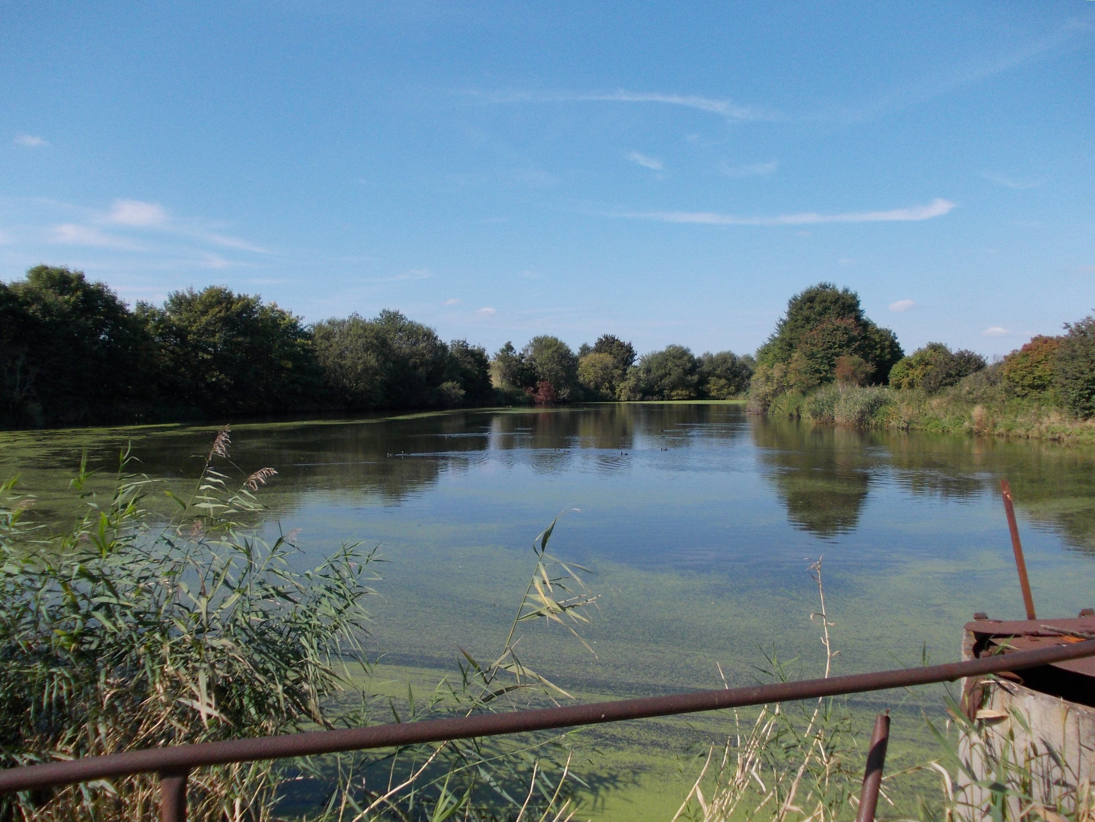 A calm lake surrounded by dense trees and vegetation.