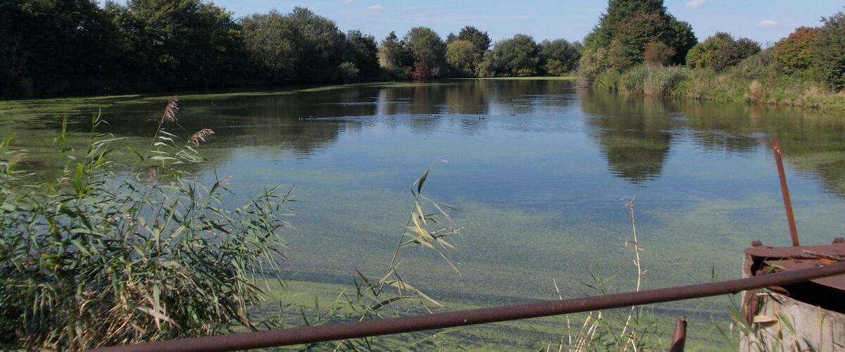 A calm lake surrounded by dense trees and vegetation.