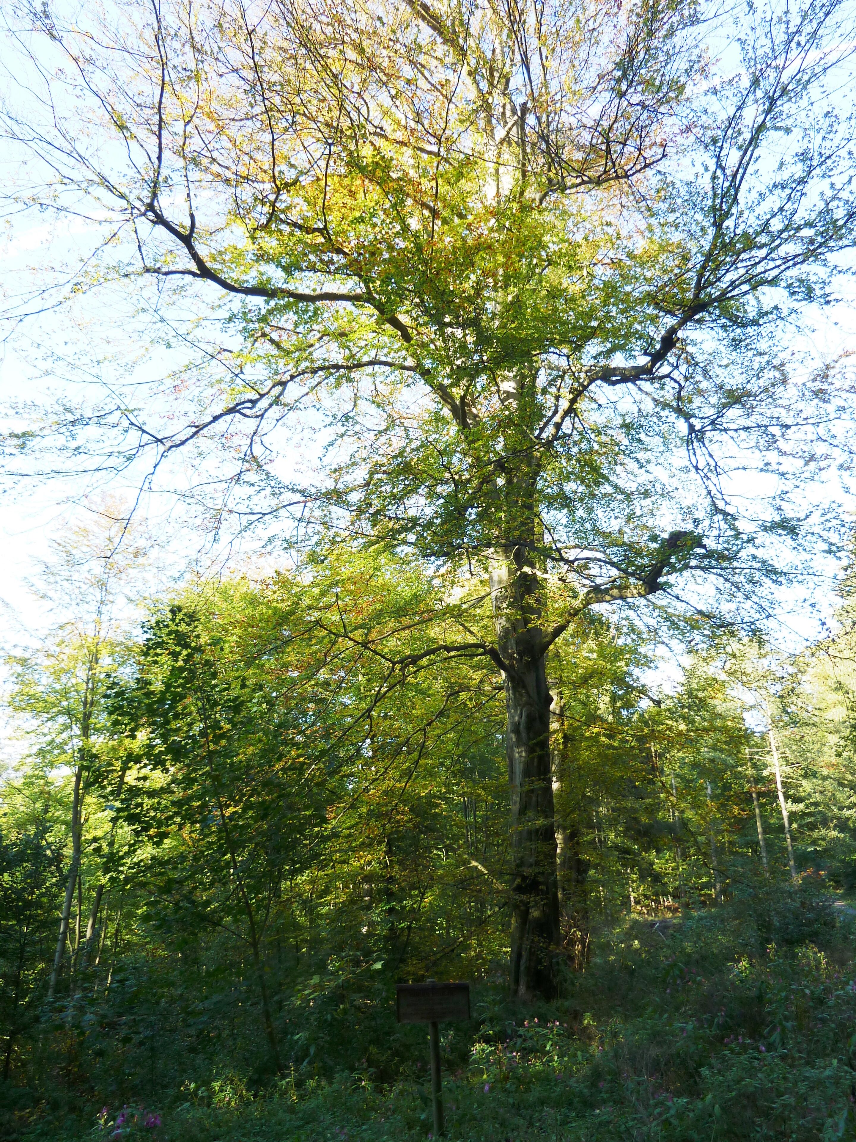 So genannte „Hinüberbuche“ im Bramwald, Südniedersachsen, im Oktober 2010. Bereich im Landschaftsschutzgebiet „Weserbergland-Kaufunger Wald“ (LSG GÖ 00015) und im Naturpark Münden.