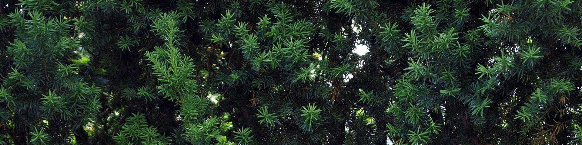 Steinkreuz in Weißkeißel