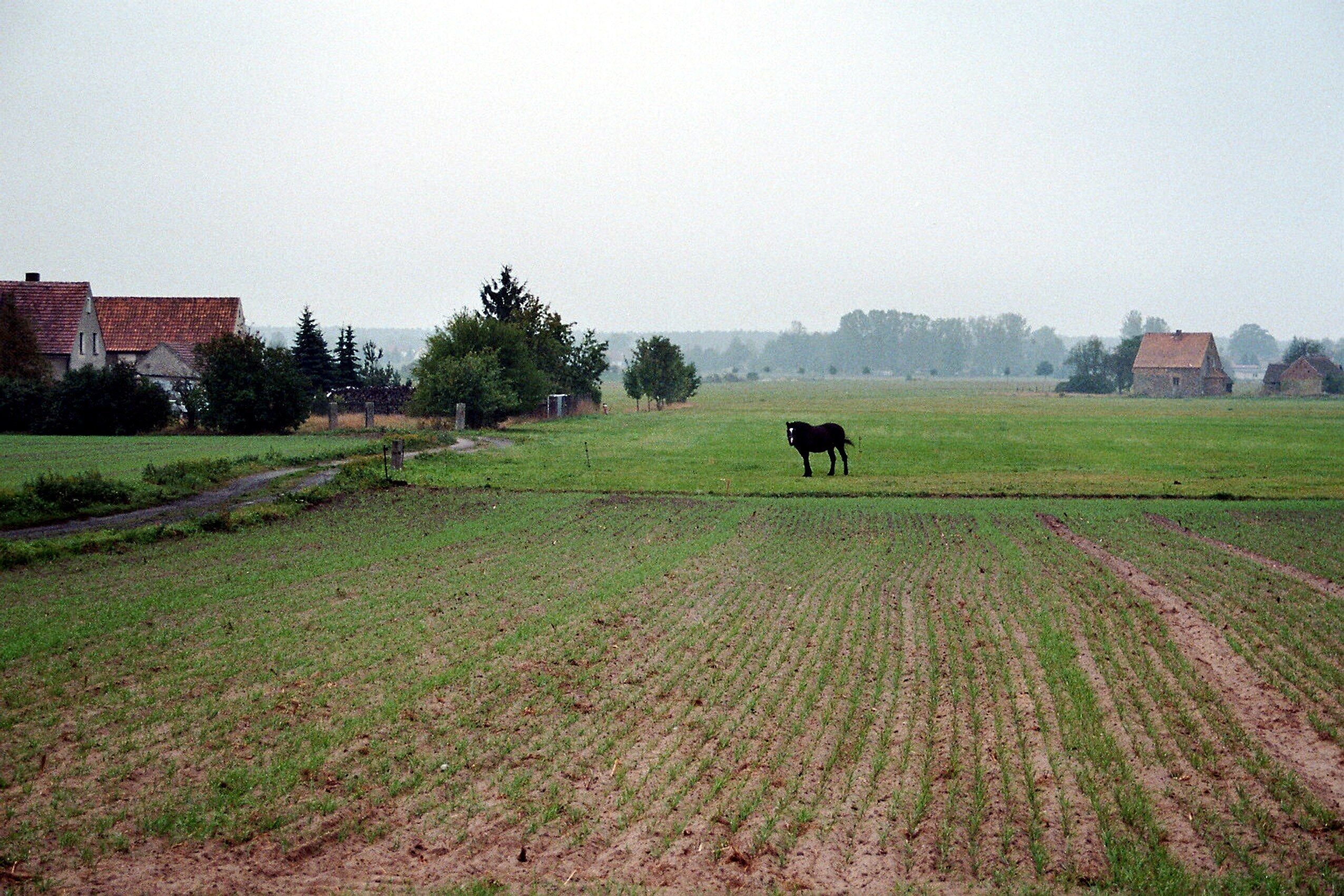 A rural landscape with a field, a farmhouse, and a horse.