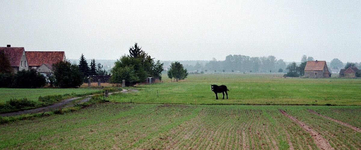 A rural landscape with a field, a farmhouse, and a horse.