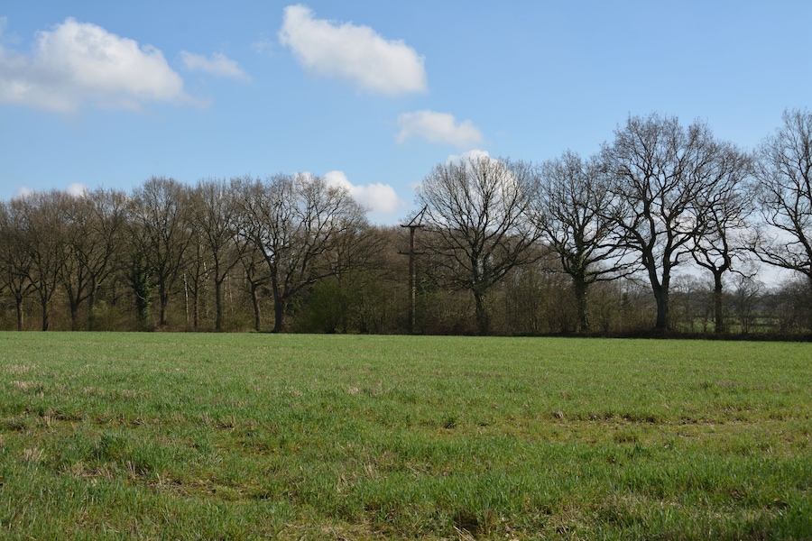 A grassy field with leafless trees and a clear blue sky.
