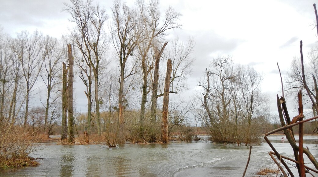 Misteln in den Rheinauen bei Leimersheim