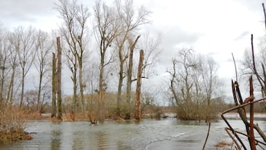 Un fiume in piena con alberi spogli e un sentiero allagato.