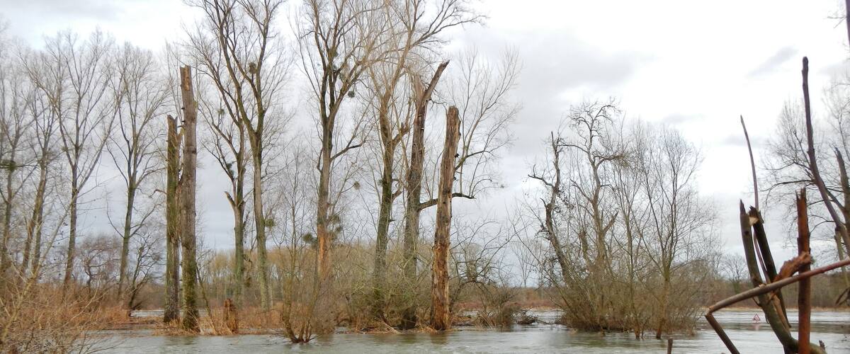 A flooded river with bare trees and a flooded path.