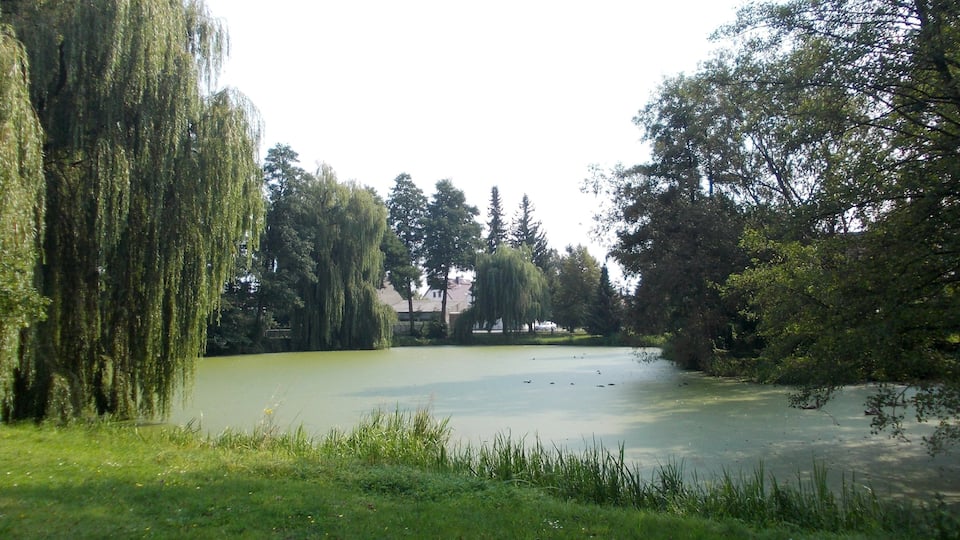 A calm pond surrounded by lush greenery and trees.