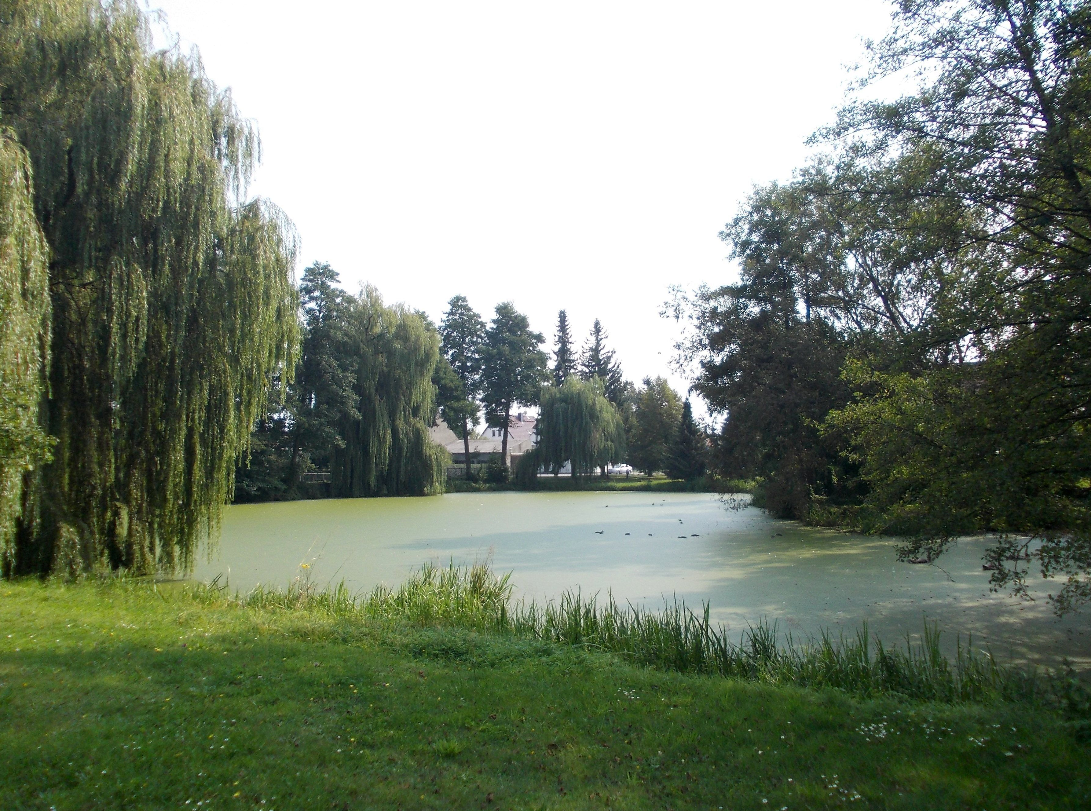A calm pond surrounded by lush greenery and trees.