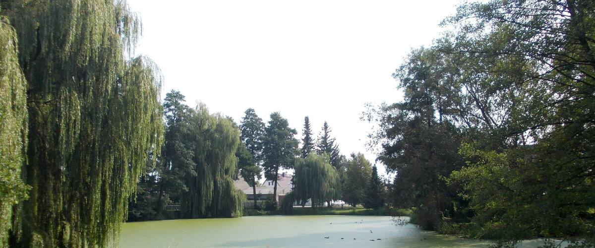 A calm pond surrounded by lush greenery and trees.