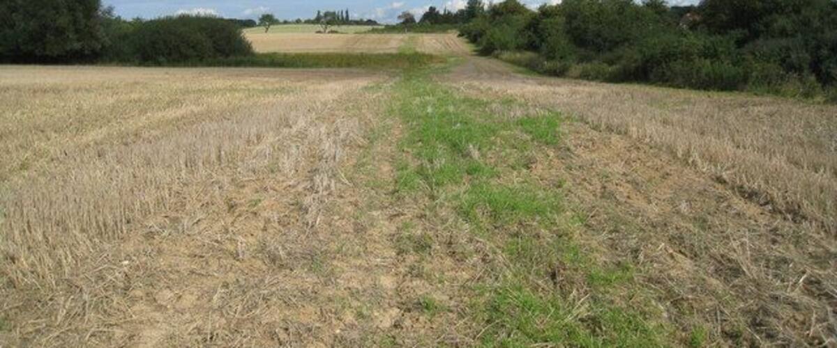 A rural landscape with a dirt path leading through a field of dry crops, surrounded by trees and under a partly cloudy sky.