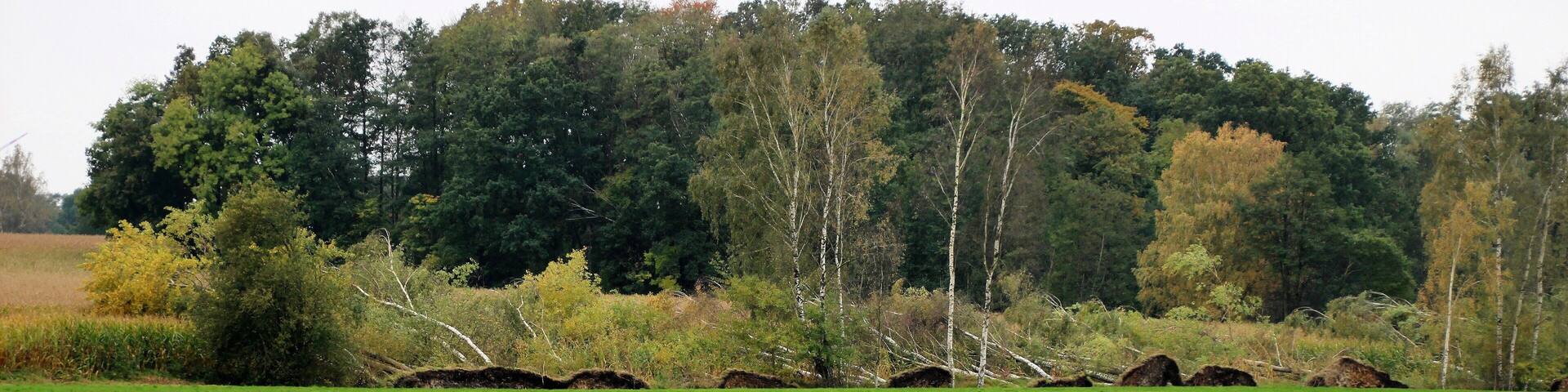 Windbruch am Blesendorfer Abzugsgraben