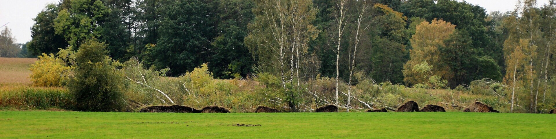 Windbruch am Blesendorfer Abzugsgraben