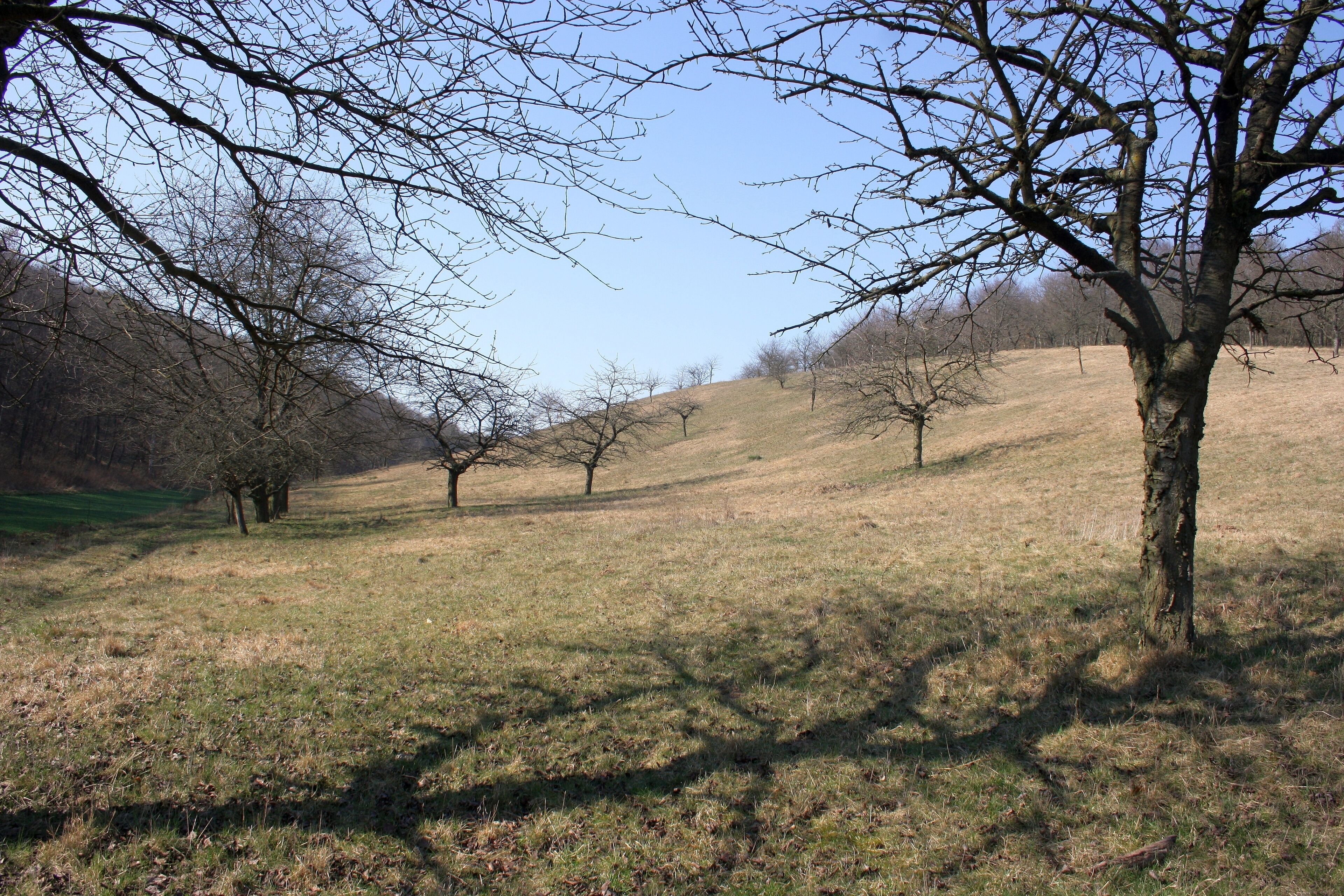 Frühlingsrundwanderung Schmücke bei Heldrungen Süßkirschenstreuobsthänge