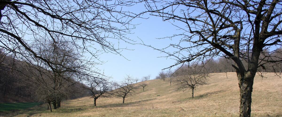 A grassy field with several leafless trees and a clear blue sky.