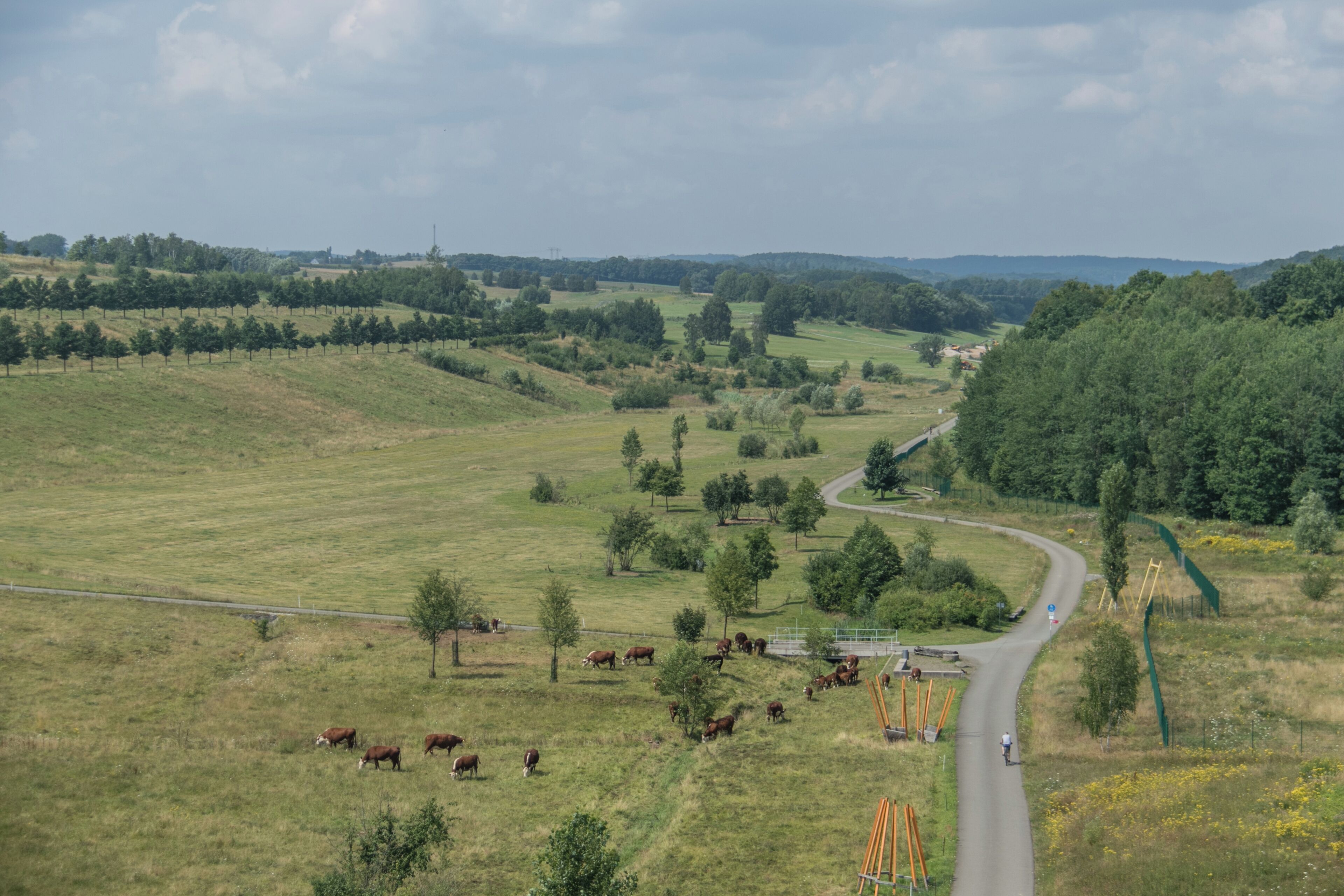 A rural landscape with a winding road, green fields, scattered trees, and a few cows grazing.