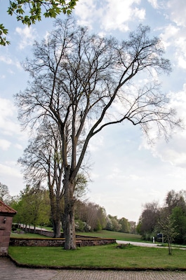 Een grote kale boom in een park, met een verhard pad en een bakstenen muur op de voorgrond.