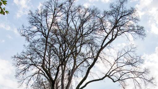 Naturdenkmal Linde (ND-7340-283). Am Friedhof in Schmalenberg (Pfalz)