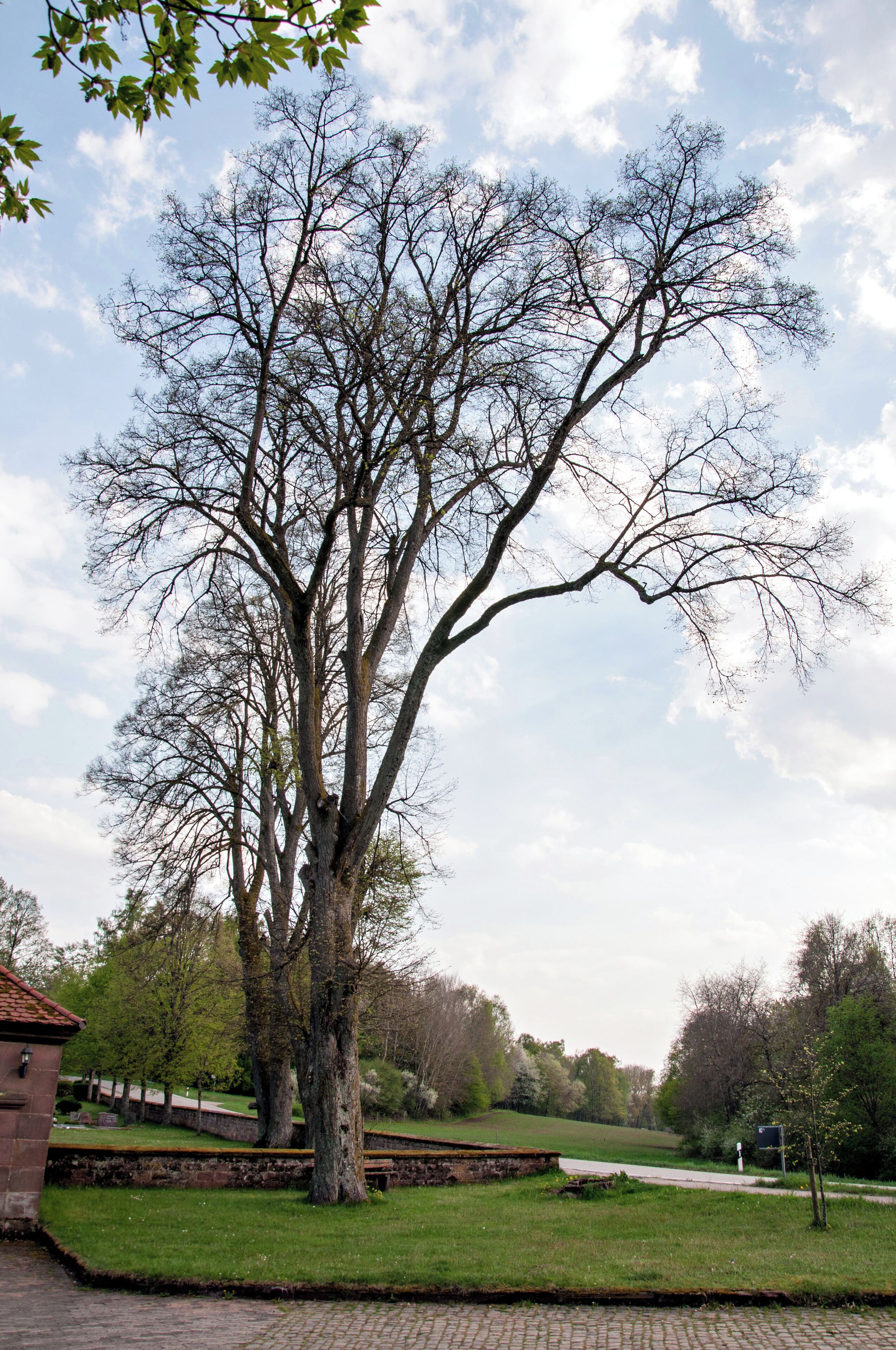 A large leafless tree in a park with a paved path and a brick wall in the foreground.