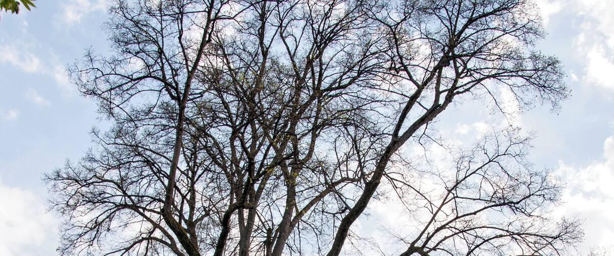 A large leafless tree in a park with a paved path and a brick wall in the foreground.