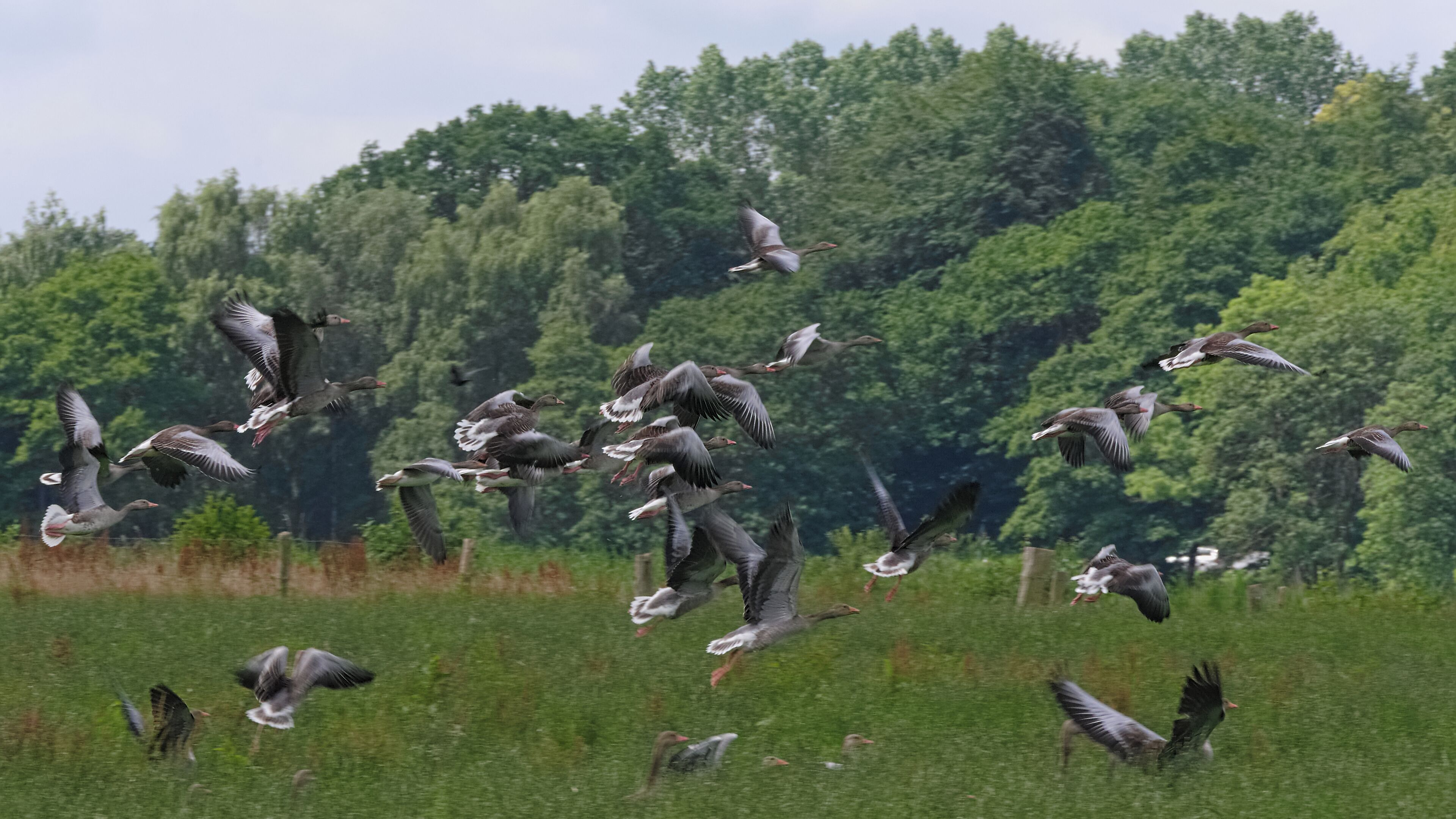 Greylag goose - Anser anser, in flight. Taken by the Bossee in Felde, Schleswig-Holstein, Germany.