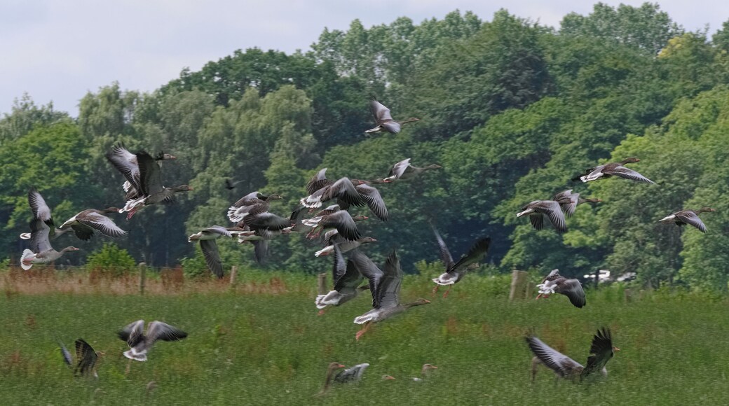 Greylag goose - Anser anser, in flight. Taken by the Bossee in Felde, Schleswig-Holstein, Germany.
