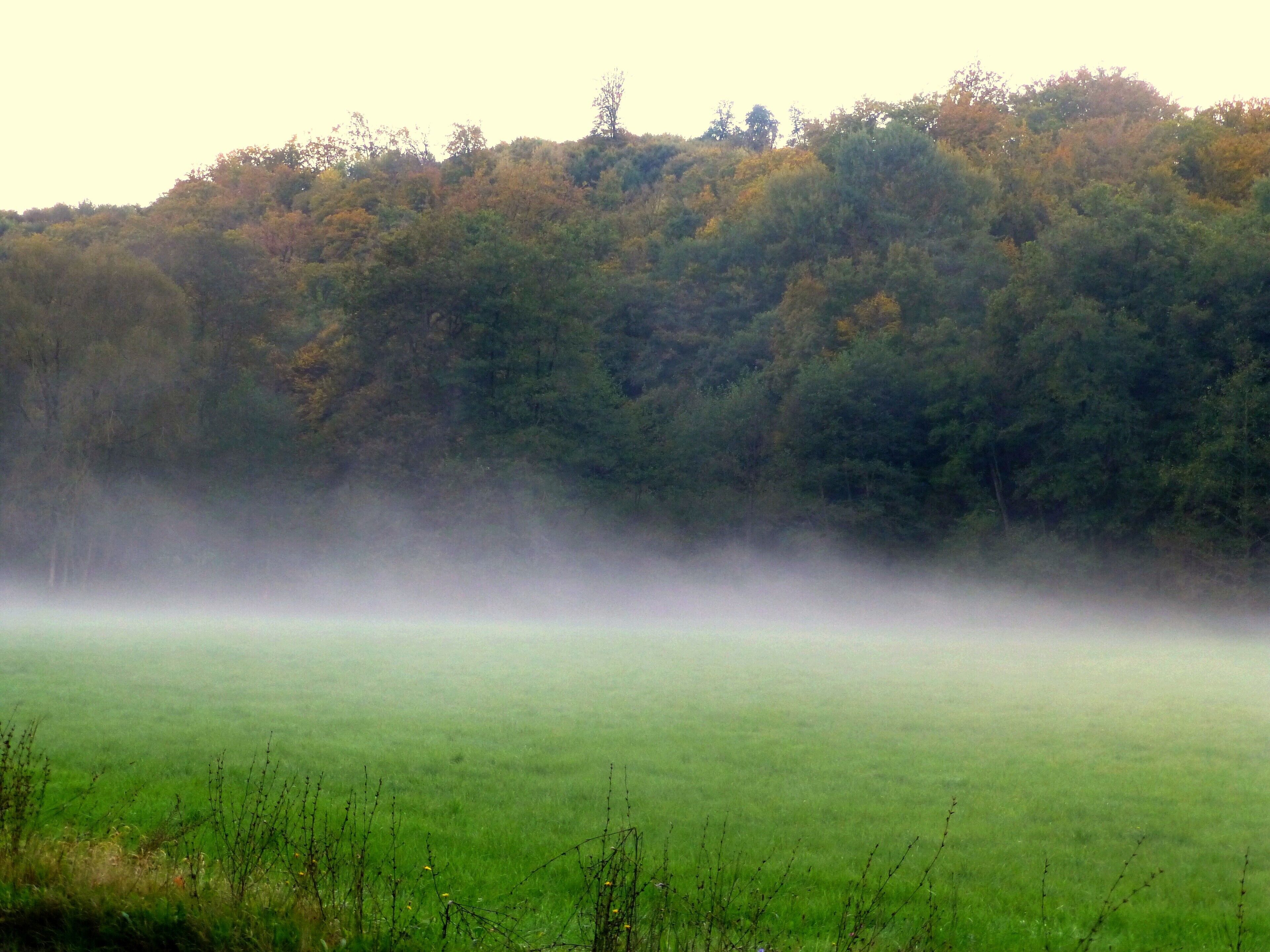 Bockenau - Bodennebel