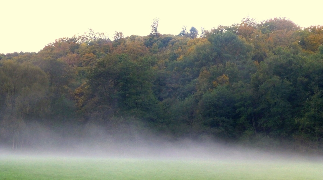 Bockenau - Bodennebel