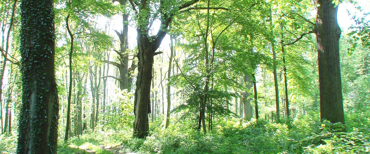 Metsä, jossa on sorapohjainen polku.