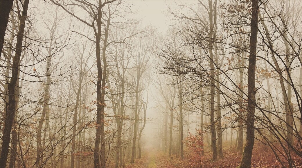 On the Saar-Riesling-Steig hiking trail just next to the town of Schoden in Saarland, Germany.