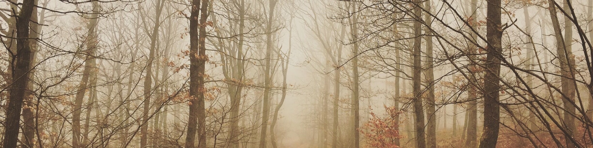 On the Saar-Riesling-Steig hiking trail just next to the town of Schoden in Saarland, Germany.