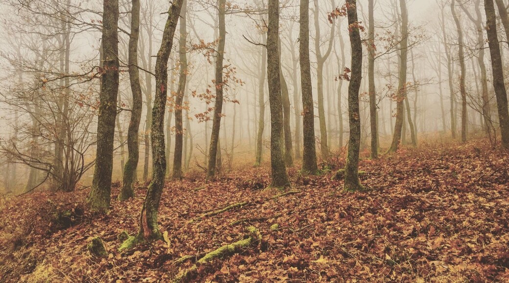 Found an amazing hiking route to just half an hour from my place here in Germany. Take off from the train at Schoden and go along the Saar-Riesling-Steig hiking trail. You won't regret it.