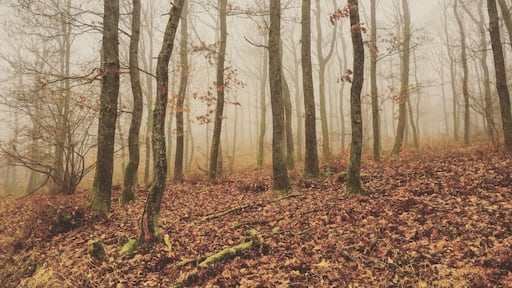 Found an amazing hiking route to just half an hour from my place here in Germany. Take off from the train at Schoden and go along the Saar-Riesling-Steig hiking trail. You won't regret it.