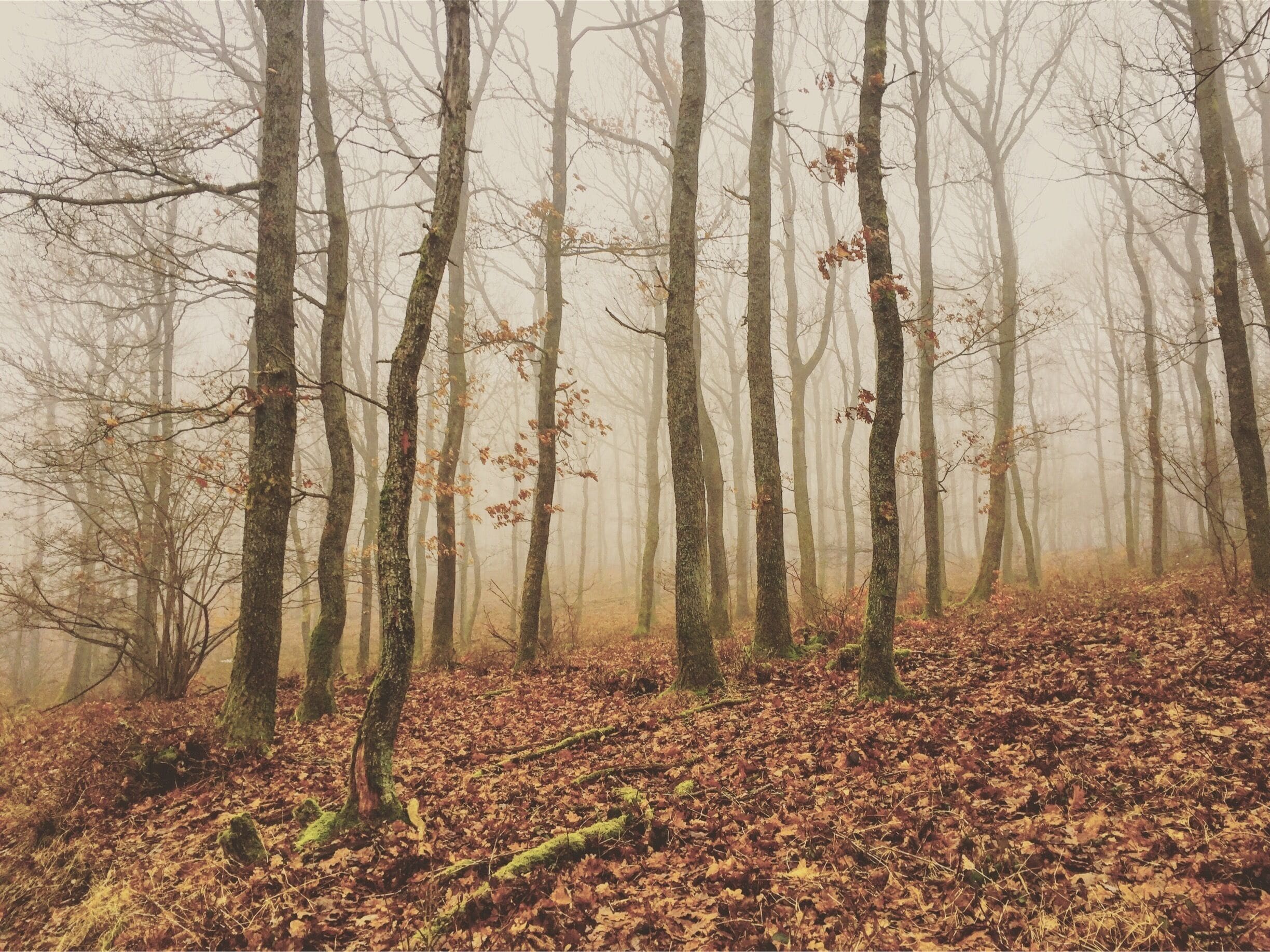 A forest with tall trees and a ground covered in fallen leaves.