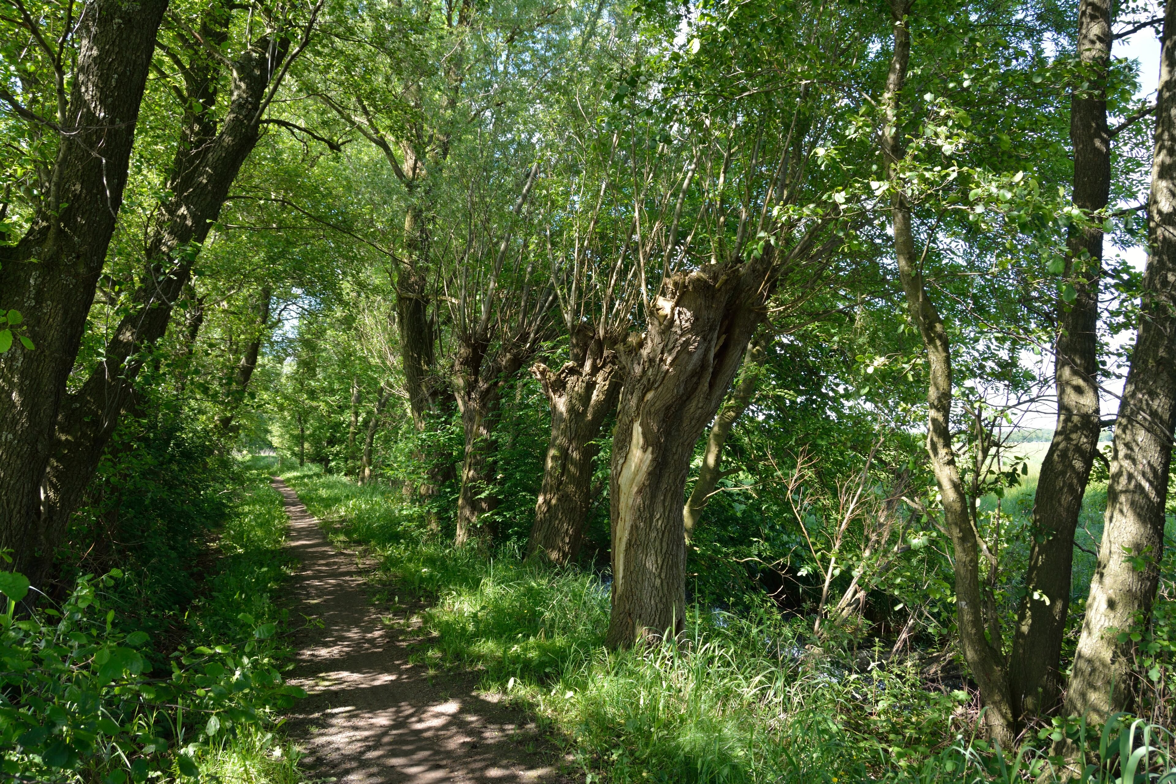 Naturdenkmal im Kreis Steinburg in Neuendorf bei Elmshorn. Eine Reetkuhle, ehemals offene Wasserfläche, im Verlanden begriffen ist das Naturdenkmal Nummer 8. Dieses Foto zeigt den Weg zur Reetkuhle.