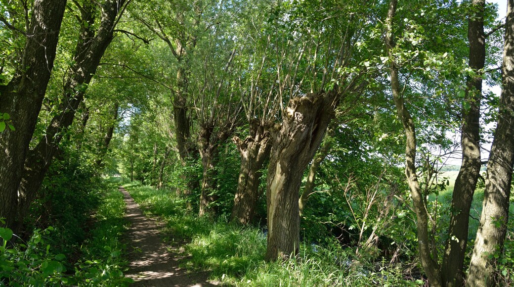 Naturdenkmal im Kreis Steinburg in Neuendorf bei Elmshorn. Eine Reetkuhle, ehemals offene Wasserfläche, im Verlanden begriffen ist das Naturdenkmal Nummer 8. Dieses Foto zeigt den Weg zur Reetkuhle.