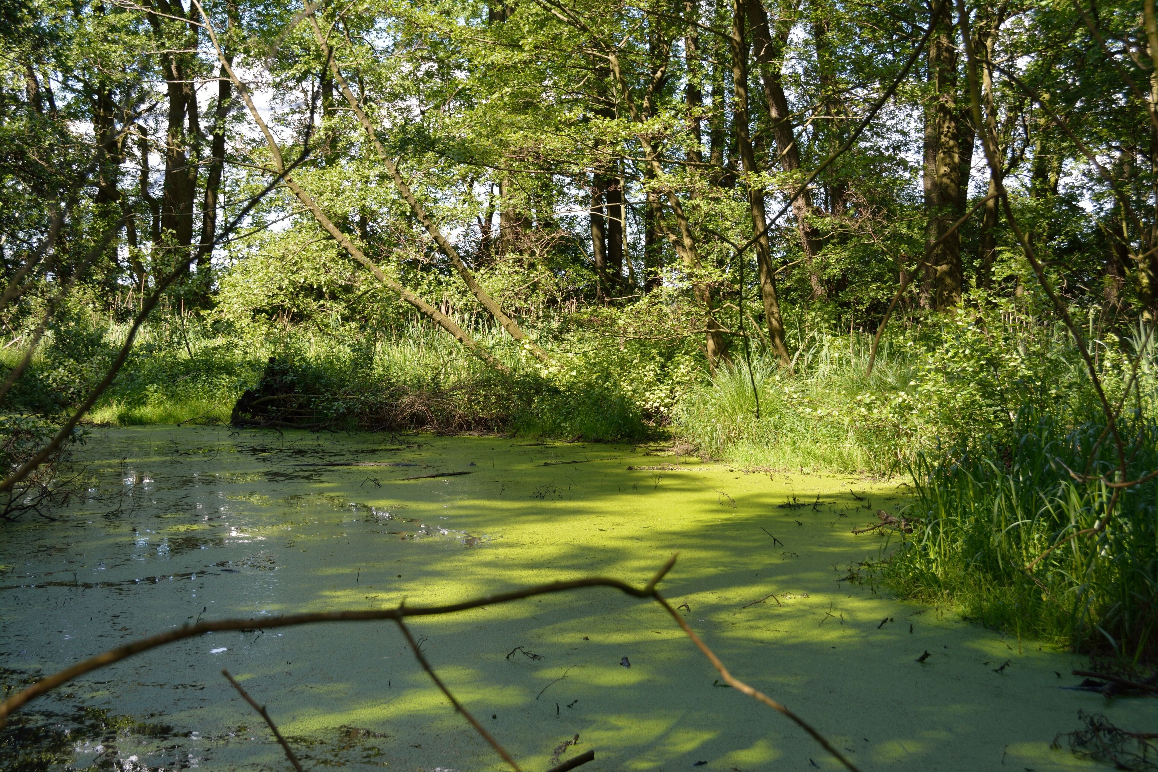 This image was uploaded as part of Wiki Loves Earth 2014.