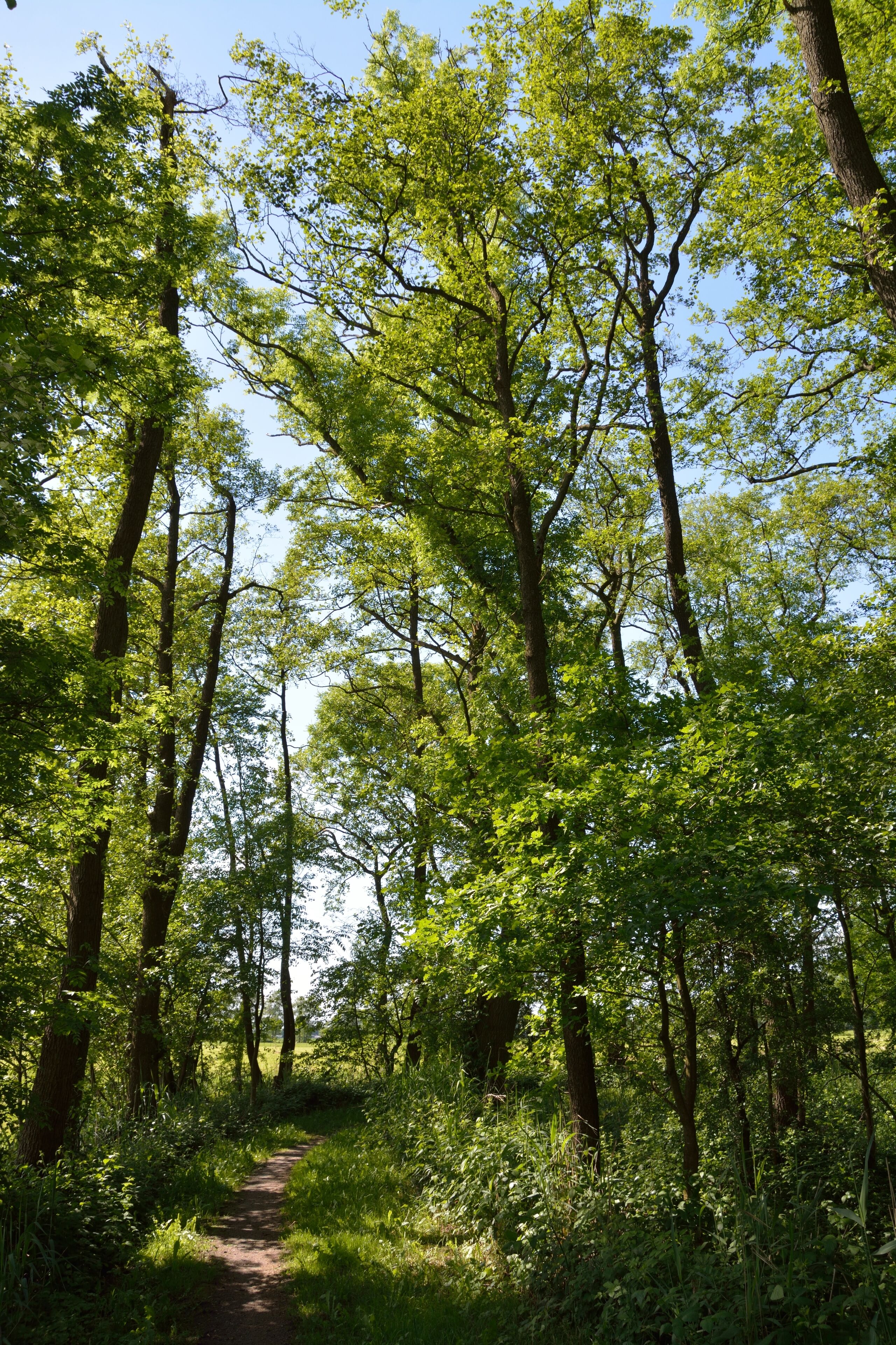 Naturdenkmal im Kreis Steinburg in Neuendorf bei Elmshorn. Eine Reetkuhle, ehemals offene Wasserfläche, im Verlanden begriffen ist das Naturdenkmal Nummer 8. Dieses Foto zeigt den Weg zur Reetkuhle.