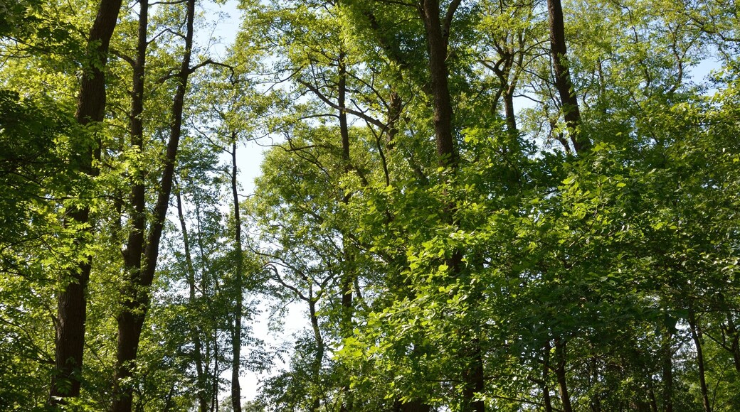 Naturdenkmal im Kreis Steinburg in Neuendorf bei Elmshorn. Eine Reetkuhle, ehemals offene Wasserfläche, im Verlanden begriffen ist das Naturdenkmal Nummer 8. Dieses Foto zeigt den Weg zur Reetkuhle.