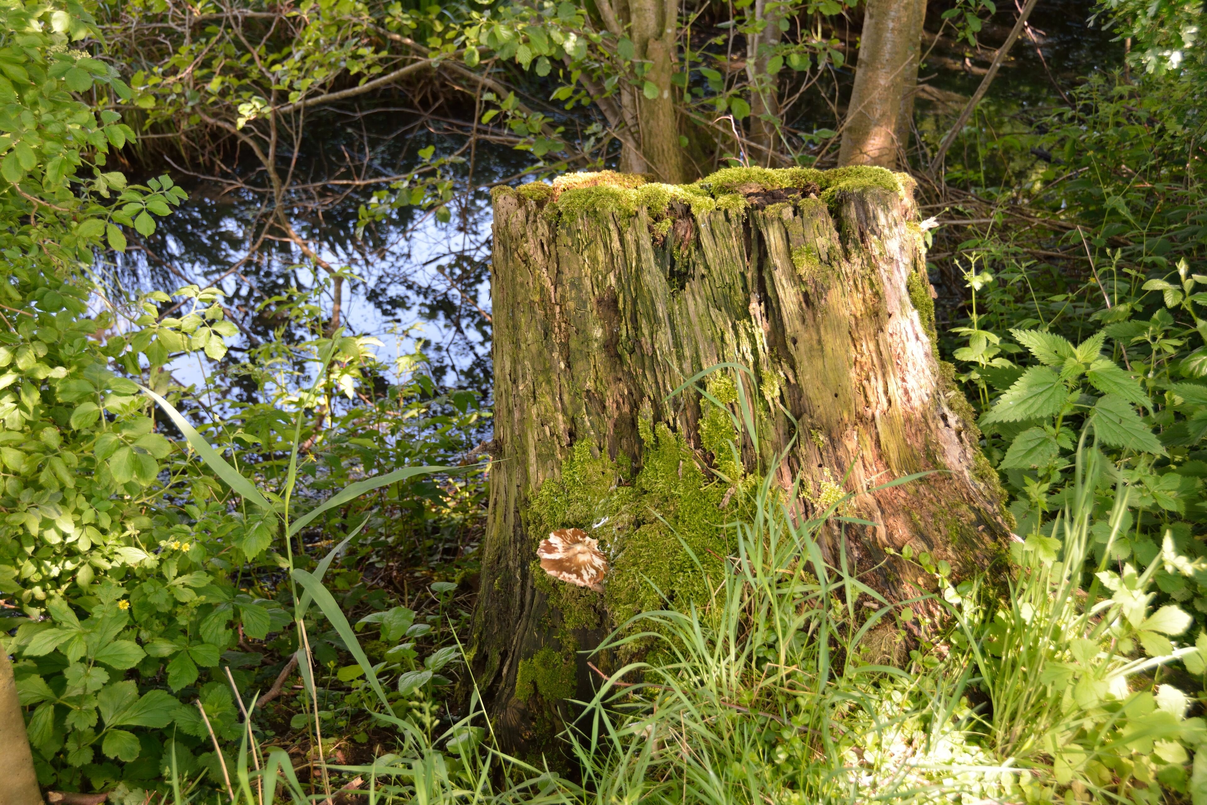 Naturdenkmal im Kreis Steinburg in Neuendorf bei Elmshorn. Eine Reetkuhle, ehemals offene Wasserfläche, im Verlanden begriffen ist das Naturdenkmal Nummer 8. Dieses Foto zeigt den Weg zur Reetkuhle.