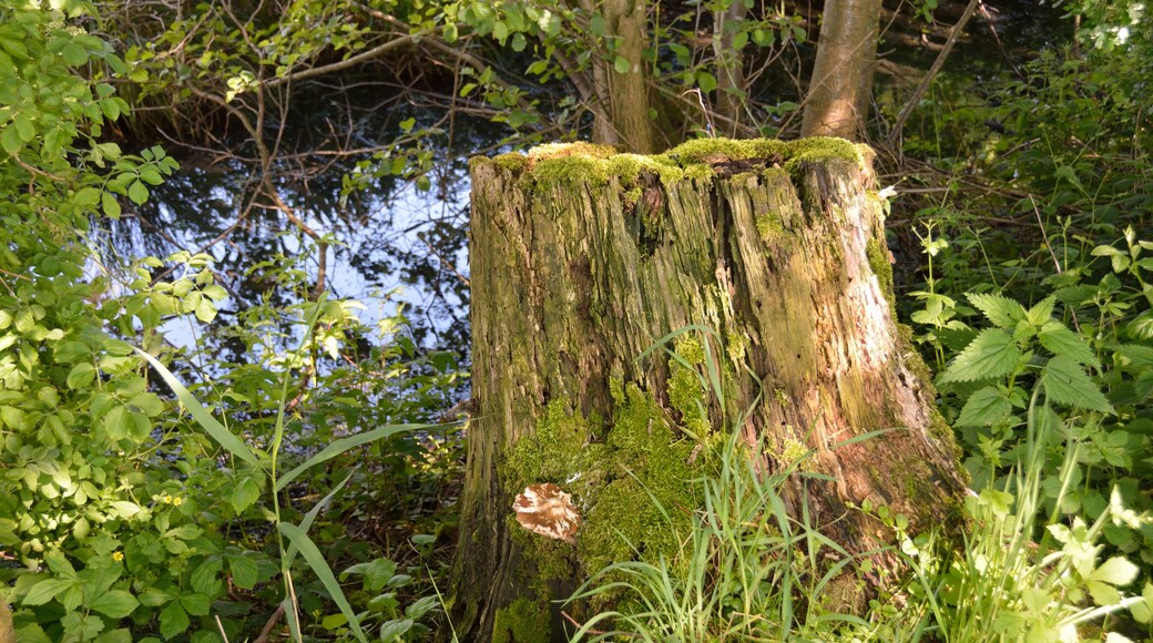 Naturdenkmal im Kreis Steinburg in Neuendorf bei Elmshorn. Eine Reetkuhle, ehemals offene Wasserfläche, im Verlanden begriffen ist das Naturdenkmal Nummer 8. Dieses Foto zeigt den Weg zur Reetkuhle.