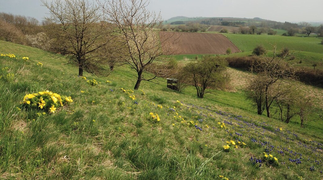 NSG Hahntal und Höckels, nordöstlicher Teil, Blick Richtung Heeseberg