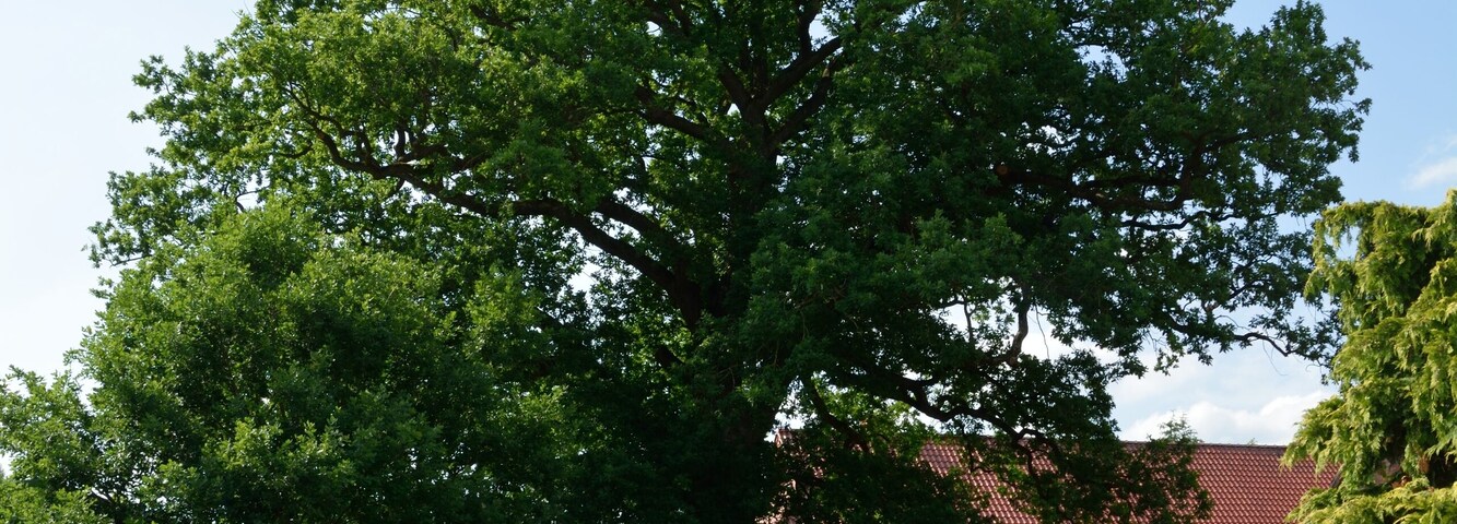 This image was uploaded as part of Wiki Loves Earth 2014.