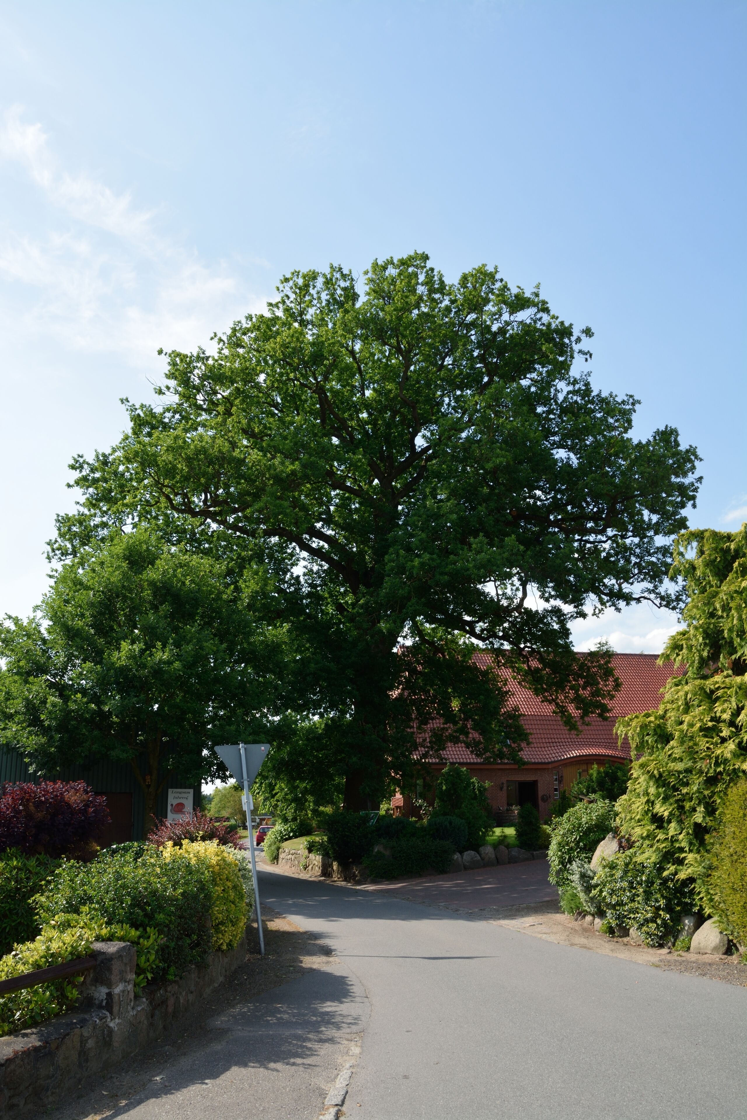 A large tree-lined street with a red-roofed building in the background.