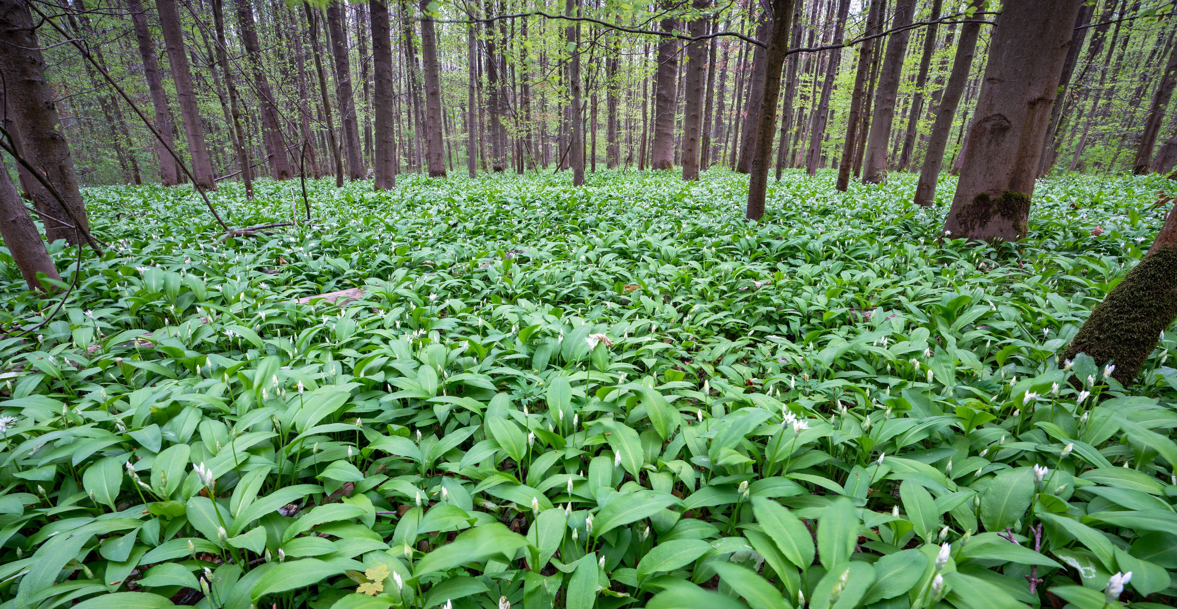 Bärlauchteppich im Naturschutzgebiet Hördter Rheinauen, Rheinland-Pfalz, Deutschland